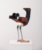 Golden toed roller bird