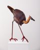 Scrum bird (kouros boofeus)
